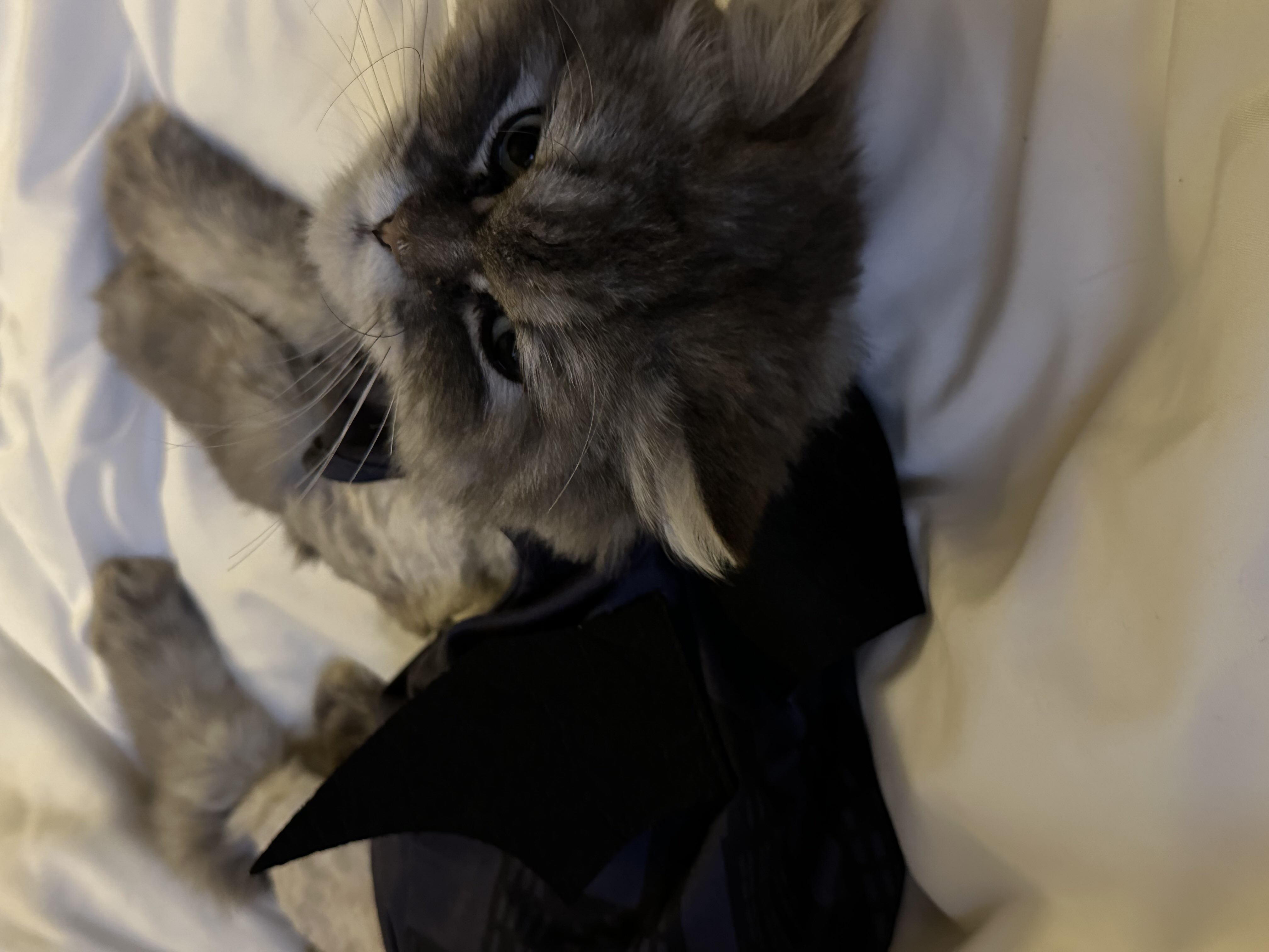 حسناء الشمري