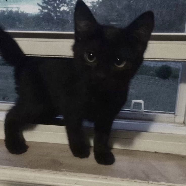 زينب السويلم