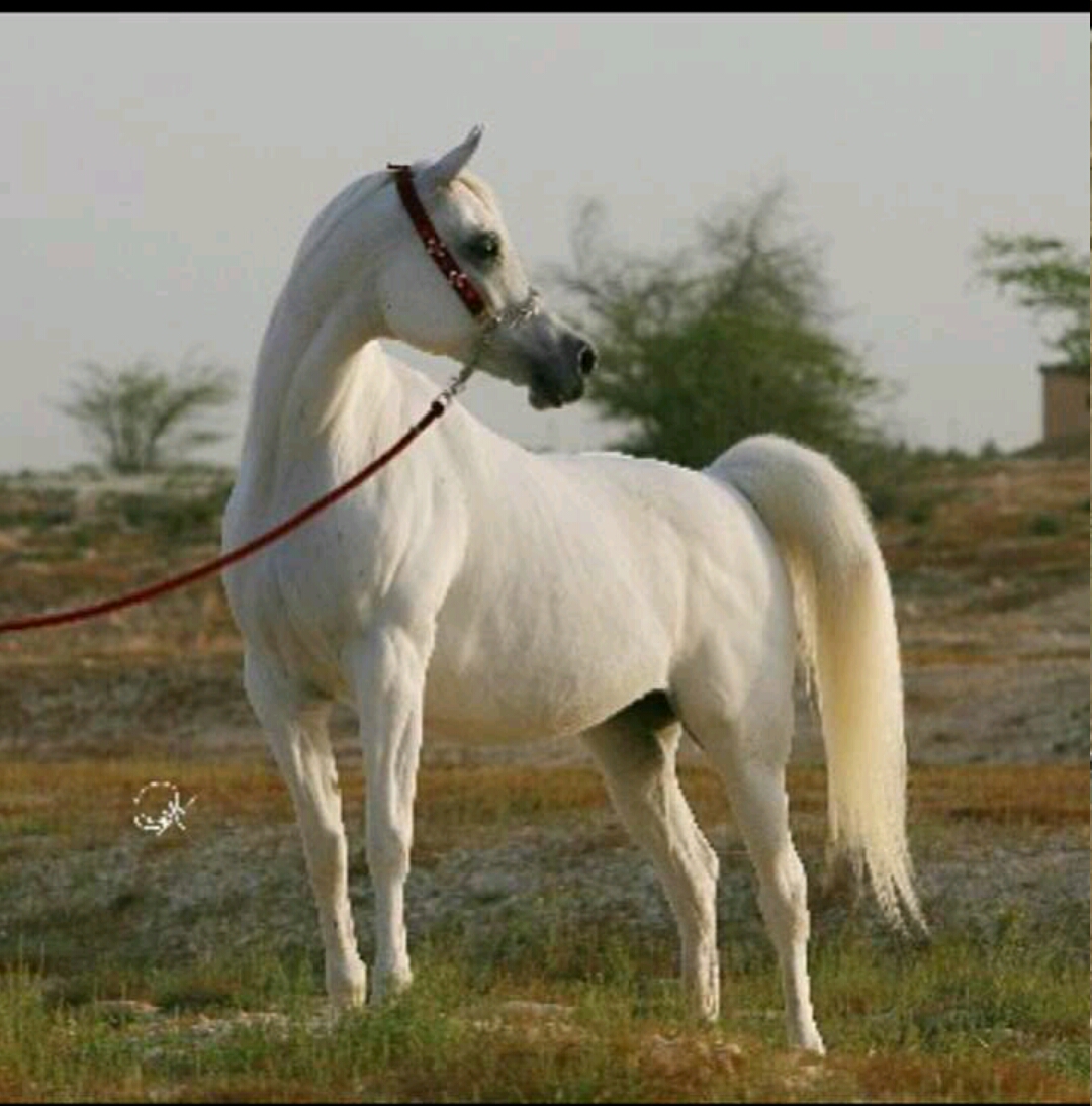 مشعل الحازمي