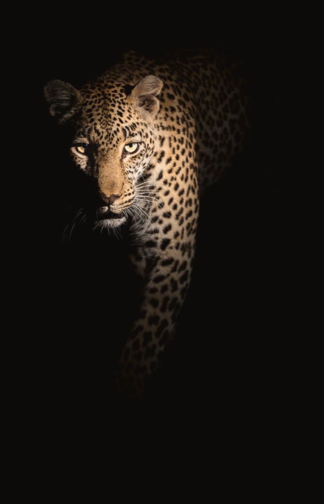 نوره القحطاني