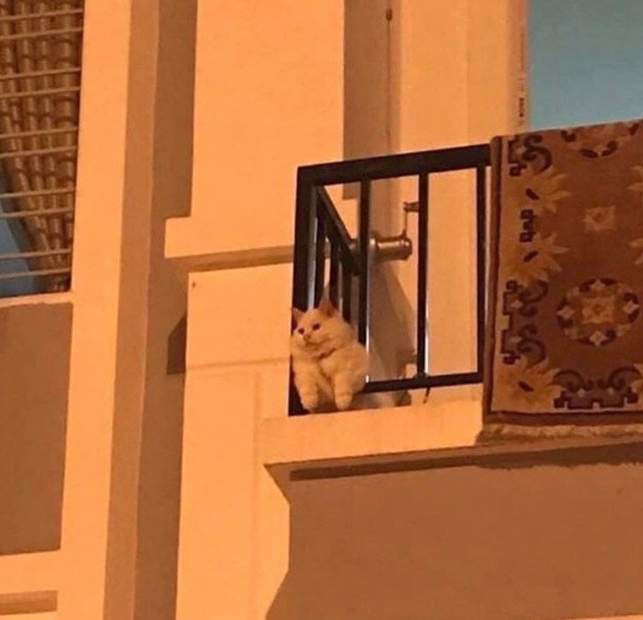 قمر احمد سالم