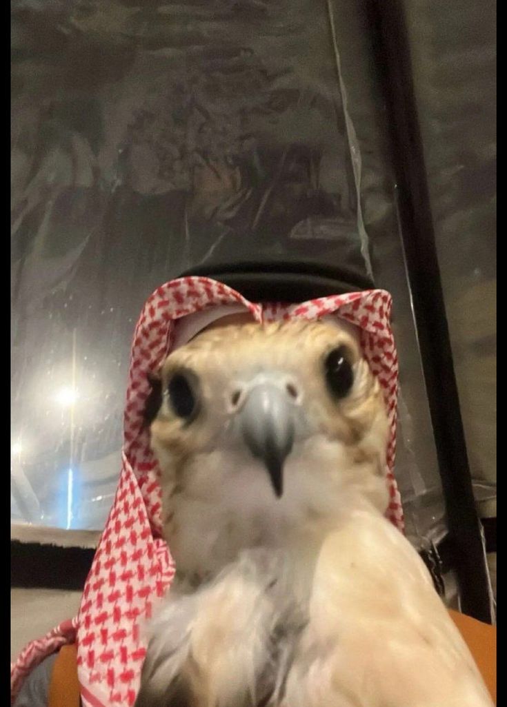 أحمد الرشيدي