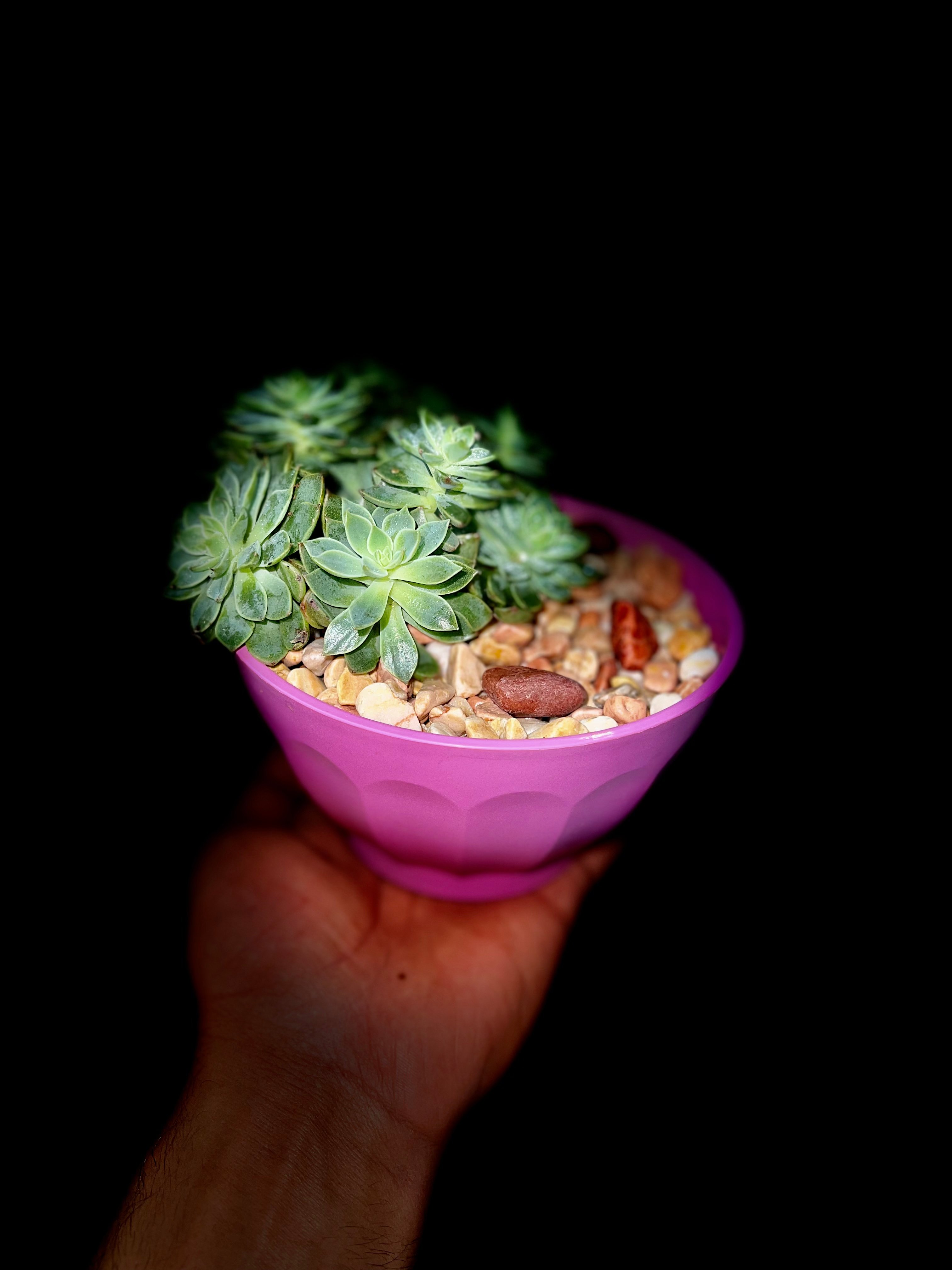 منصور الجميلي