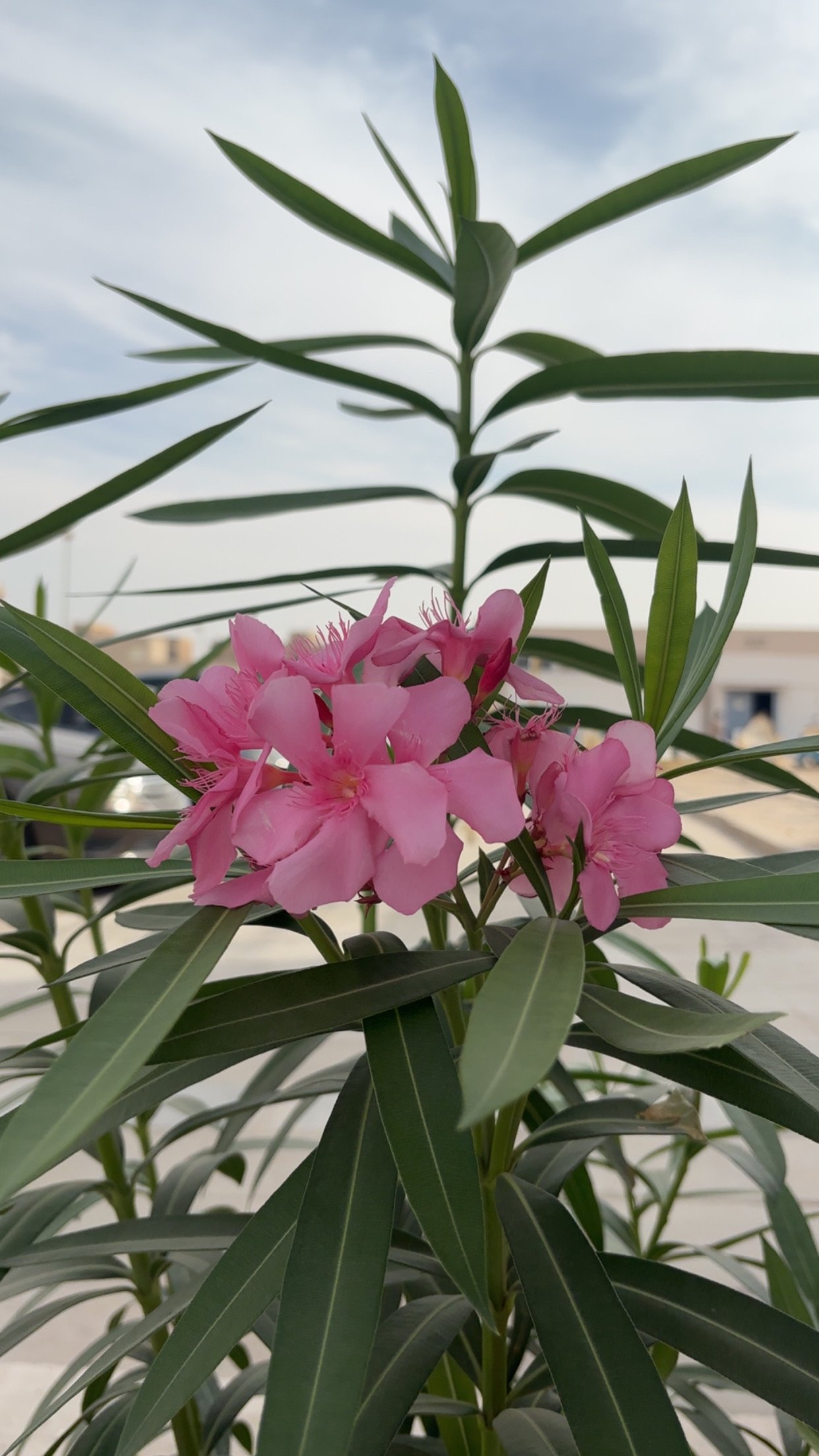 عبدالعزيز الدريويش