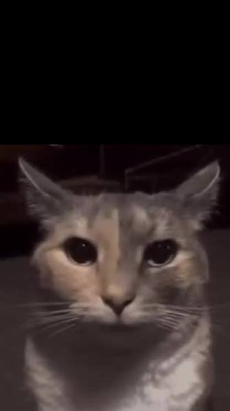 ريان الغامدي