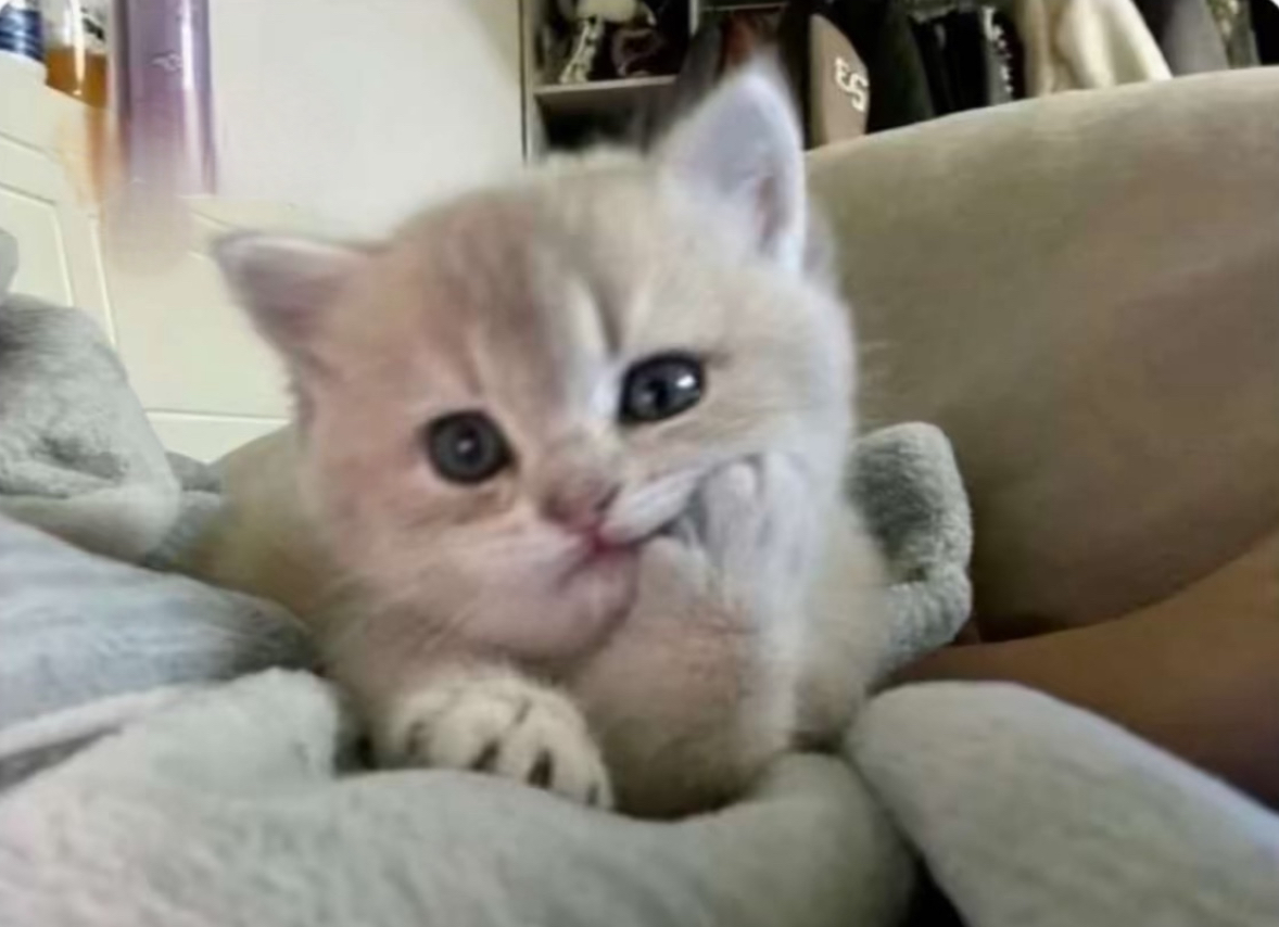 يارا الشمري