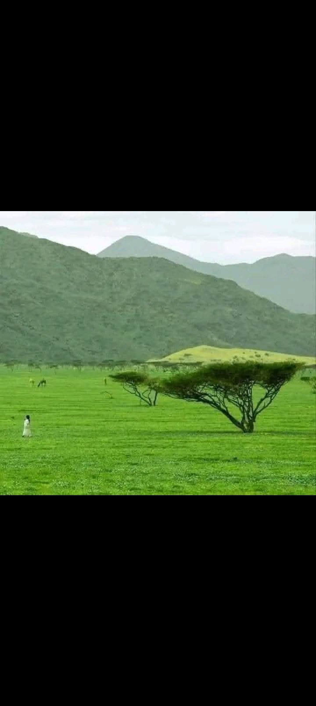 محمد المحمادي