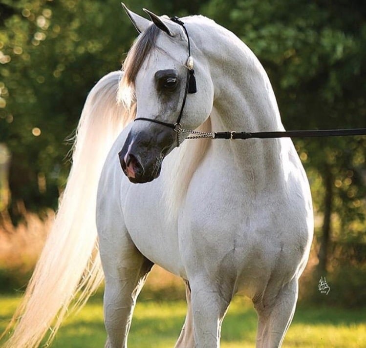 دلال الدوسري