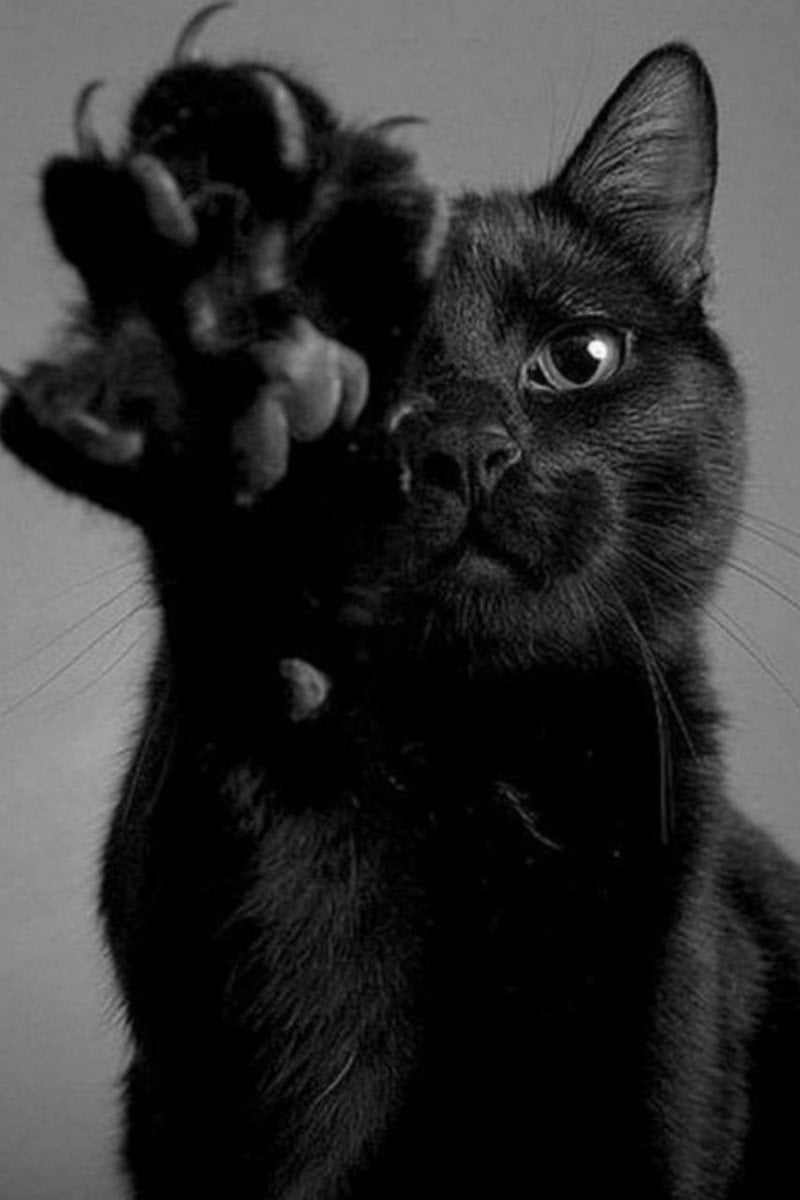 سعيد الحداد