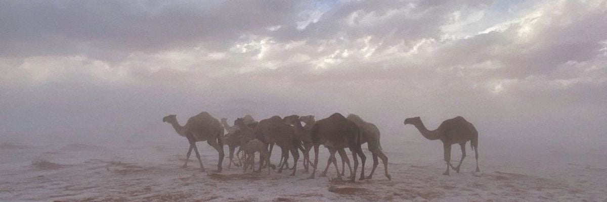 جوري السبيعي