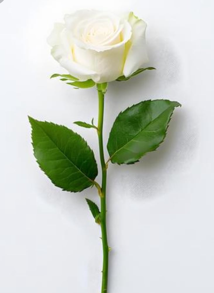 عبدالعزيز خالد