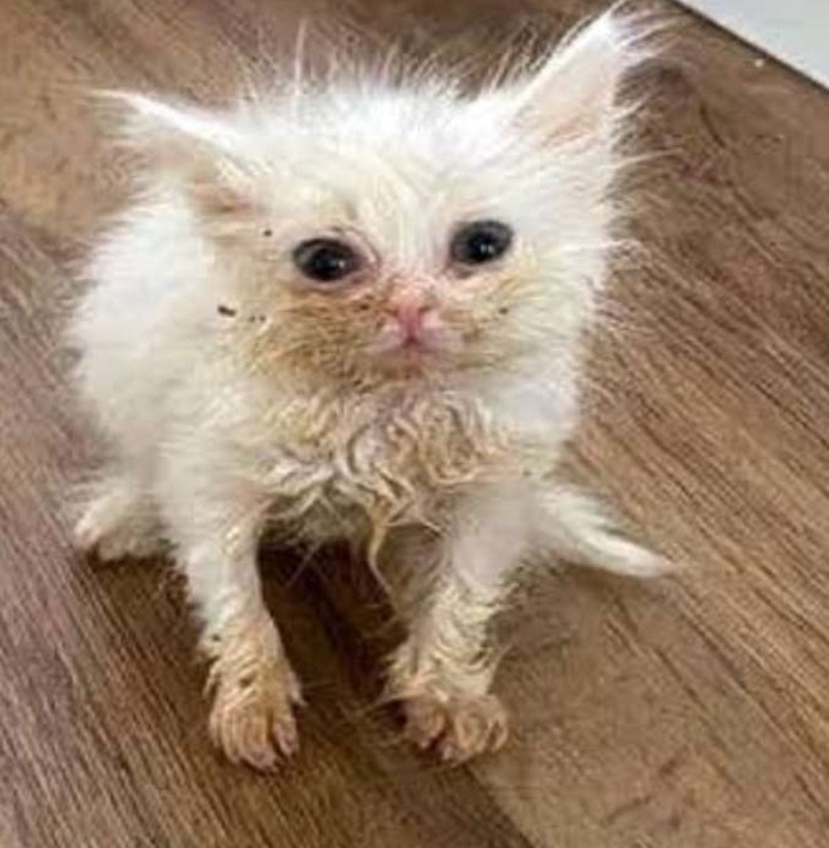 Abdulmajeed Alnasser