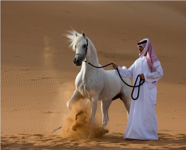رايد ناشي المحمدي