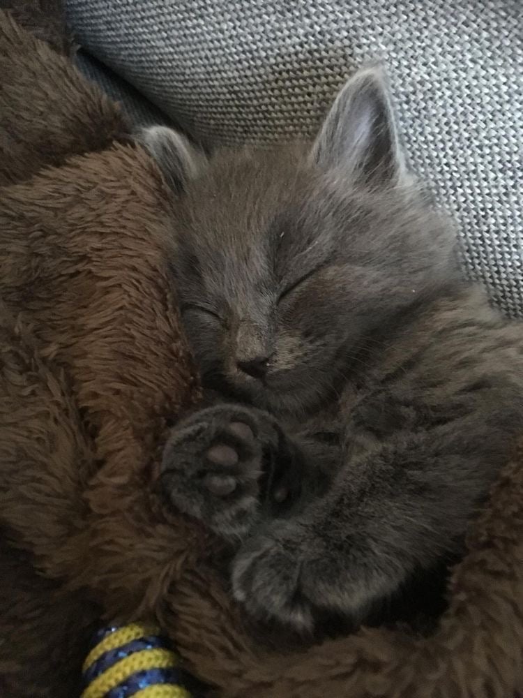 ابرار القرني