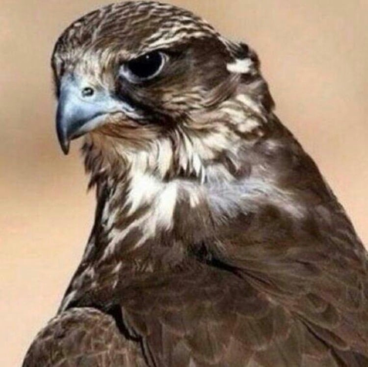 خالد المطرف