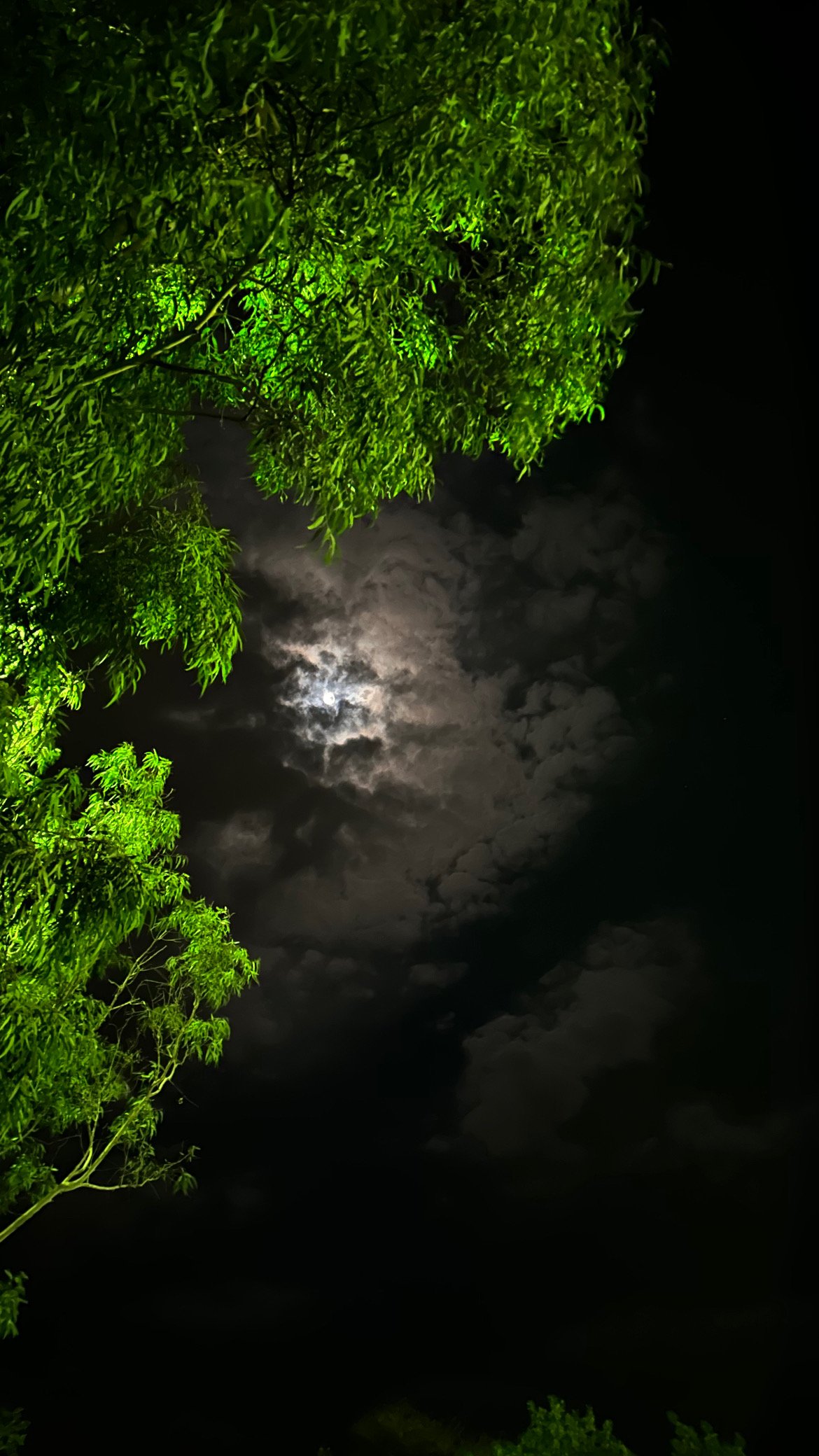 فدوى القرشي