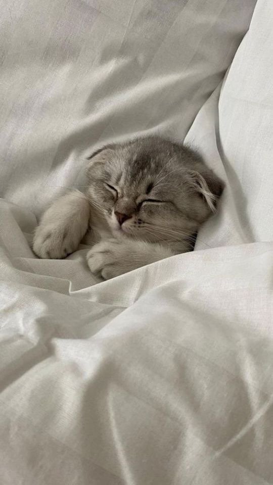 اصايل البارقي