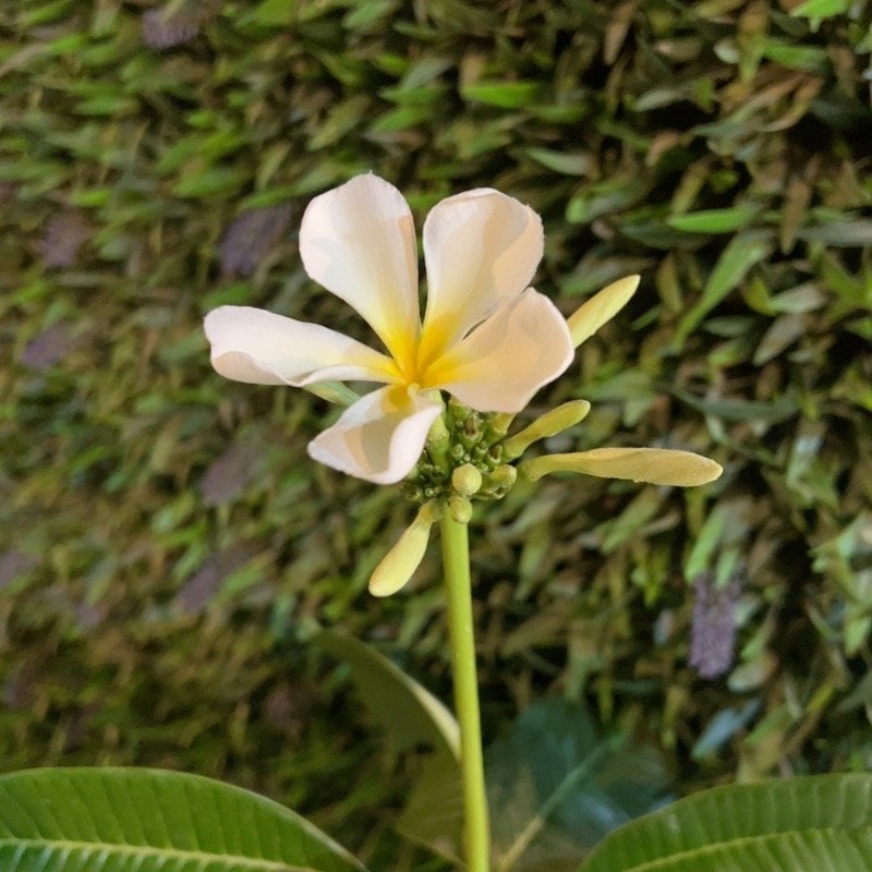 نهى الحارثي