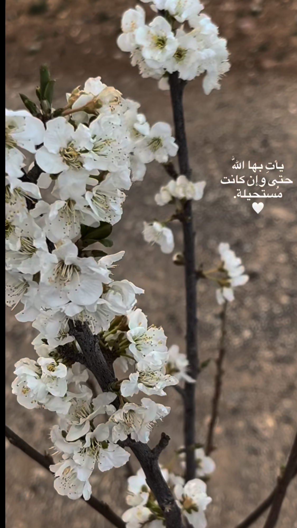 شيخه المزيني