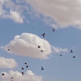 علية القرني