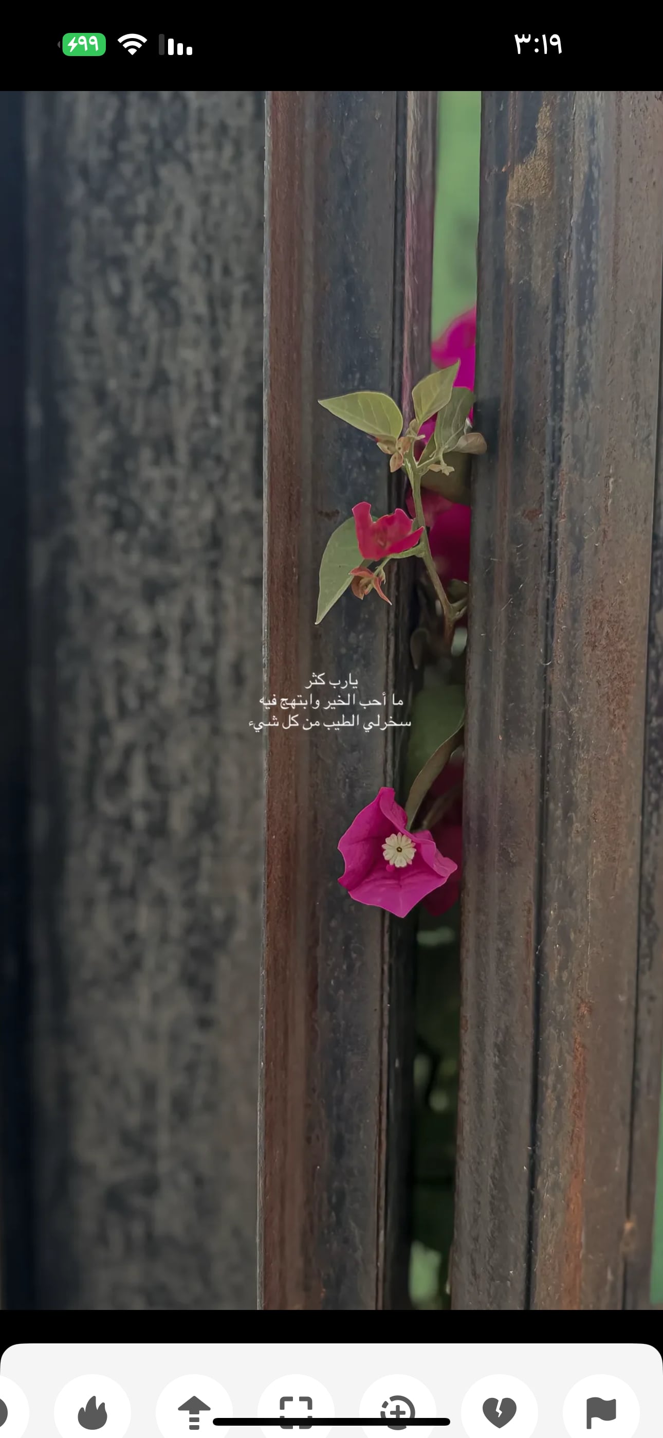 نوره المري