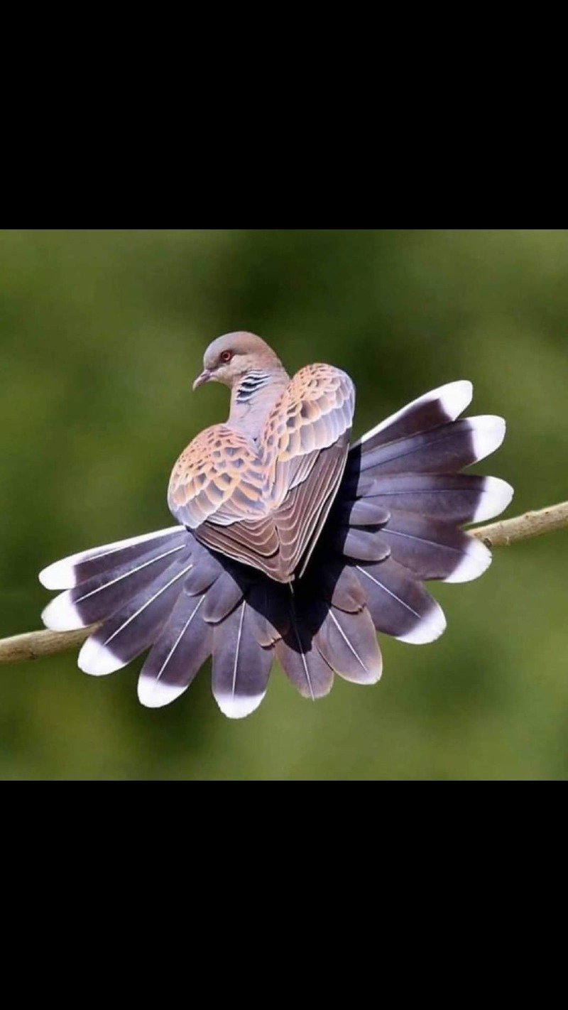 عبداللطيف الشايع