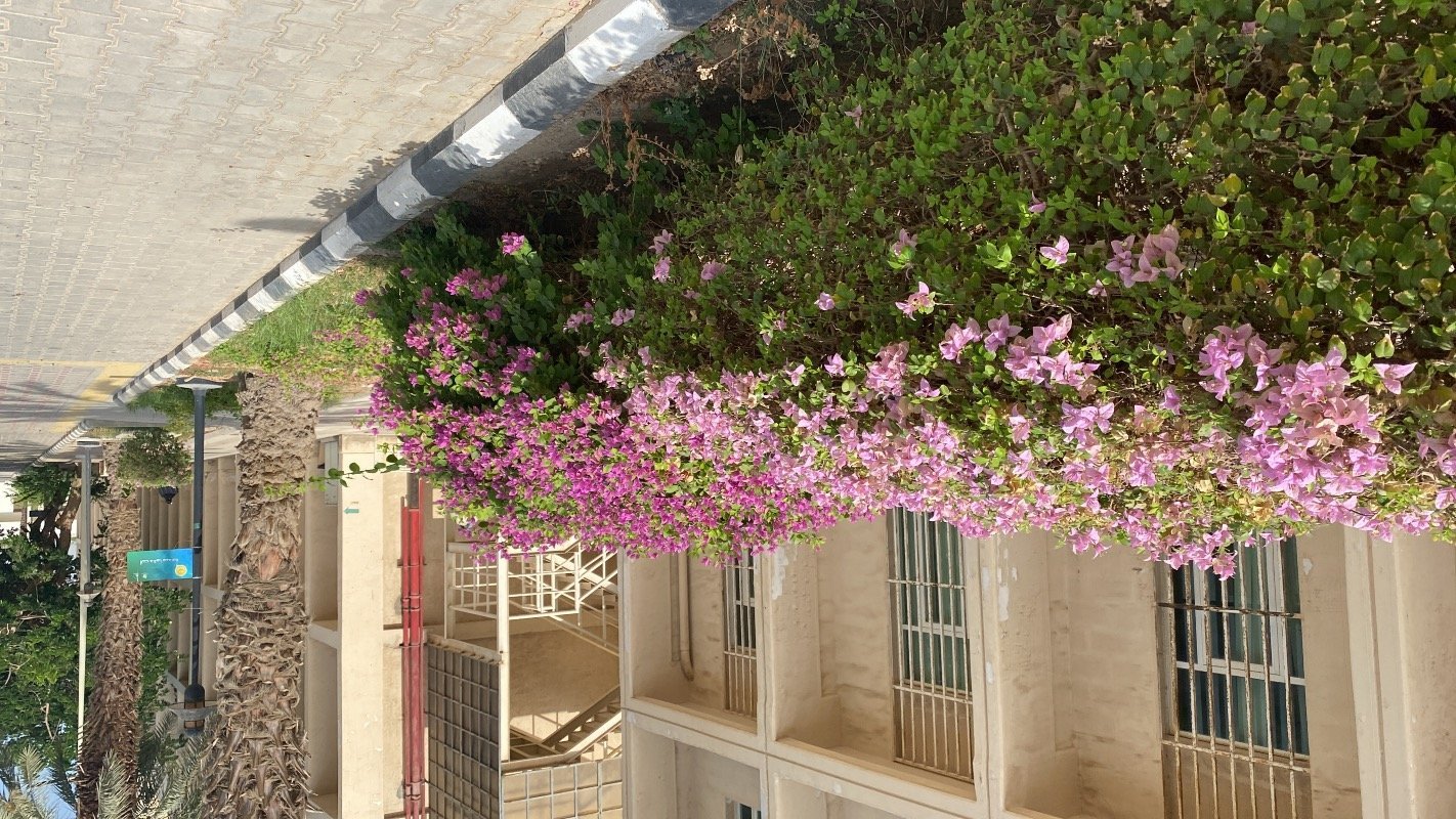 بشرى ابراهيم