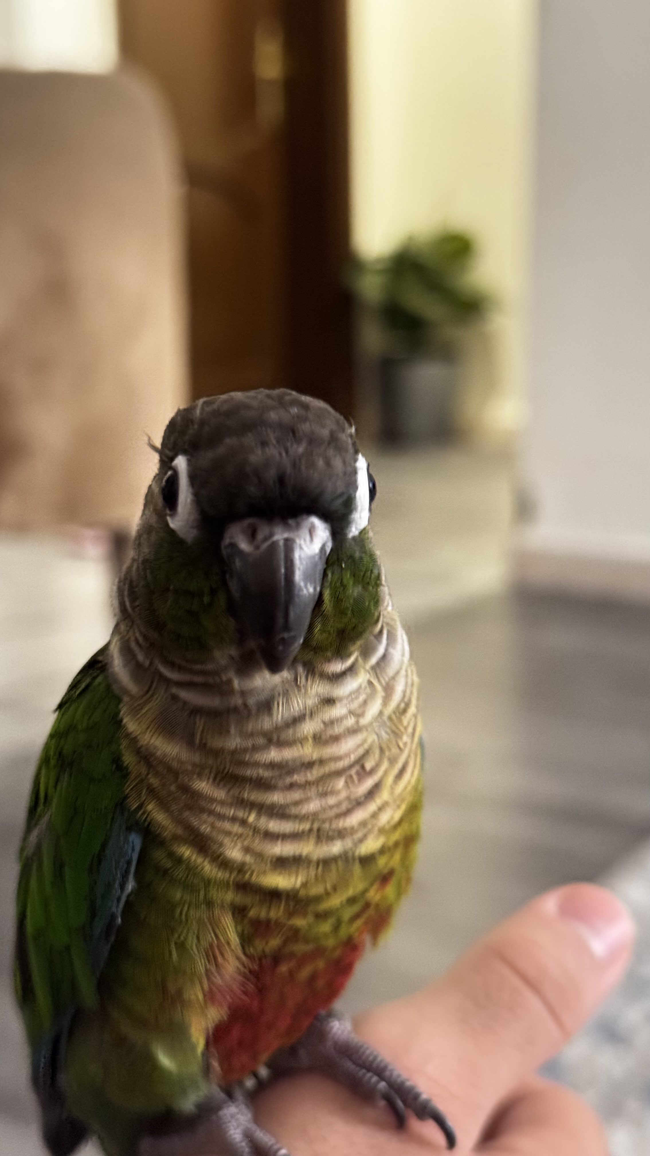 خالد الجهني