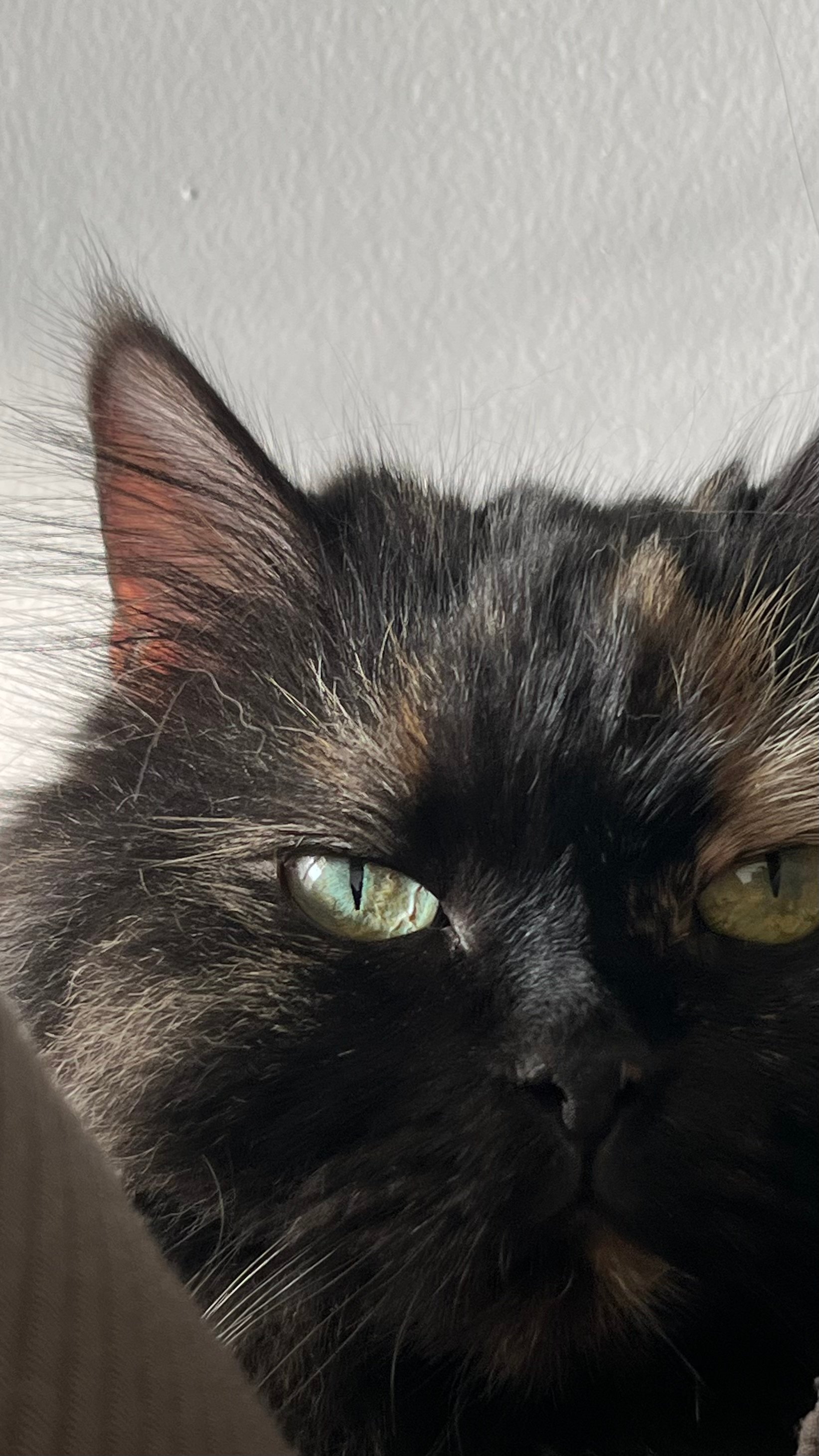 اضواء محنشي