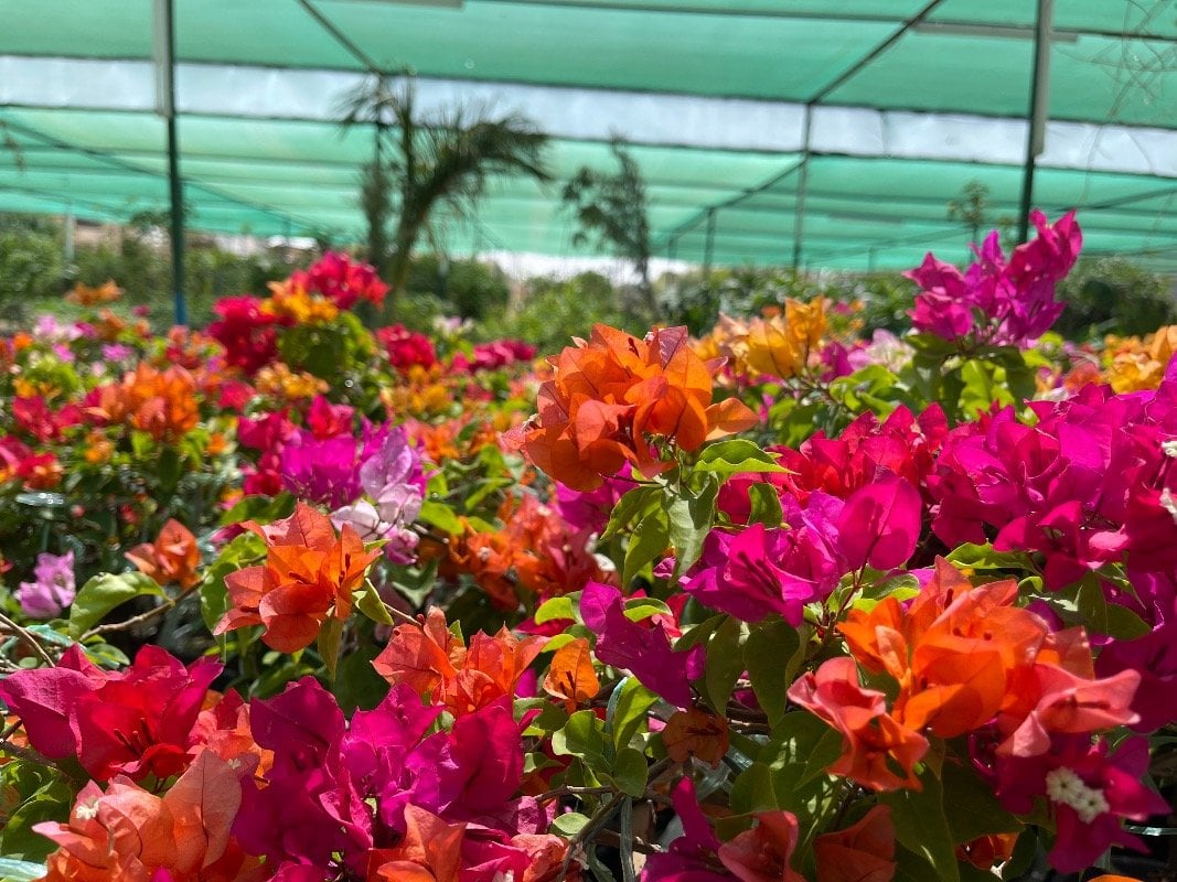 عبدالله الردادي