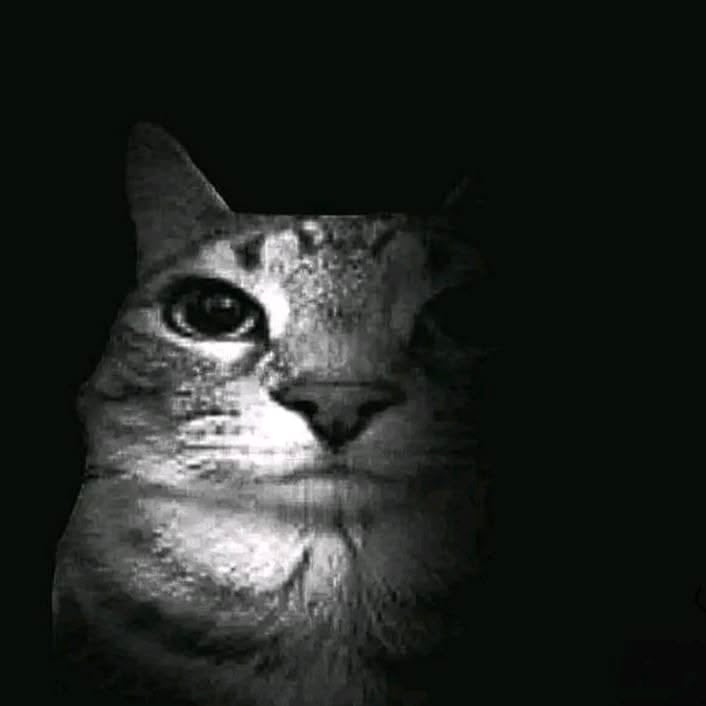 سلمى الهروبي