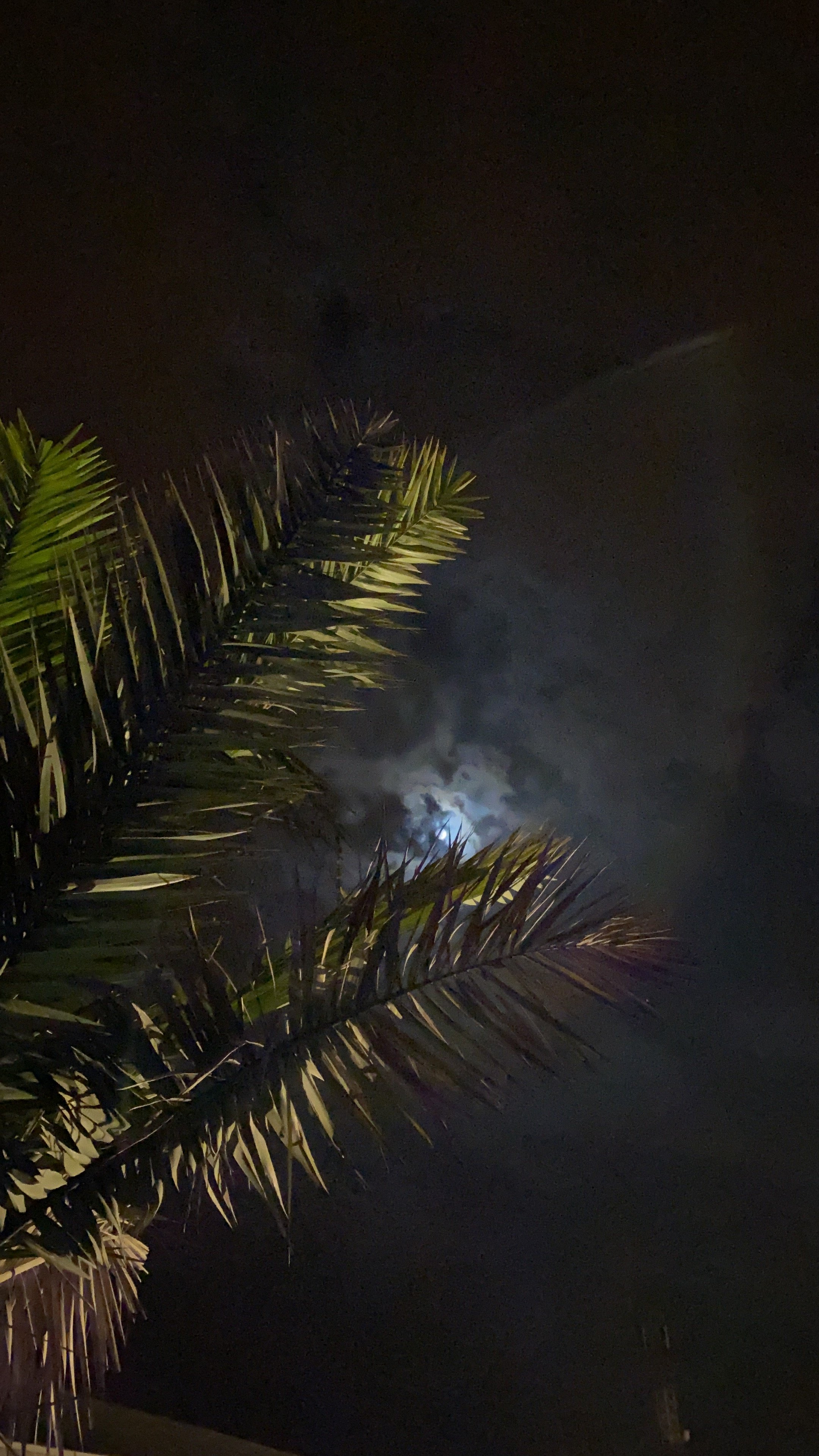 لمى القحطاني