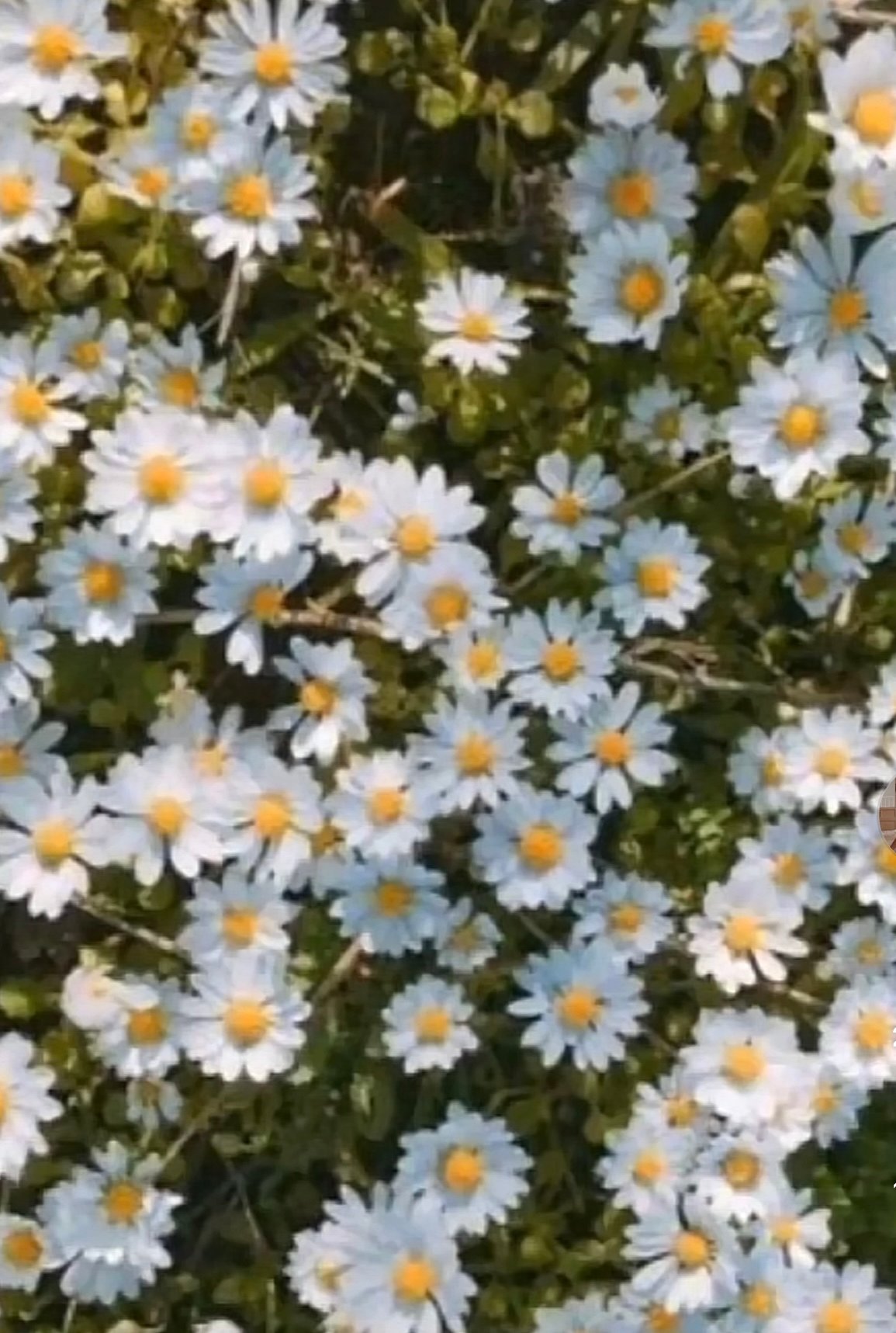 ابرار عبدالله