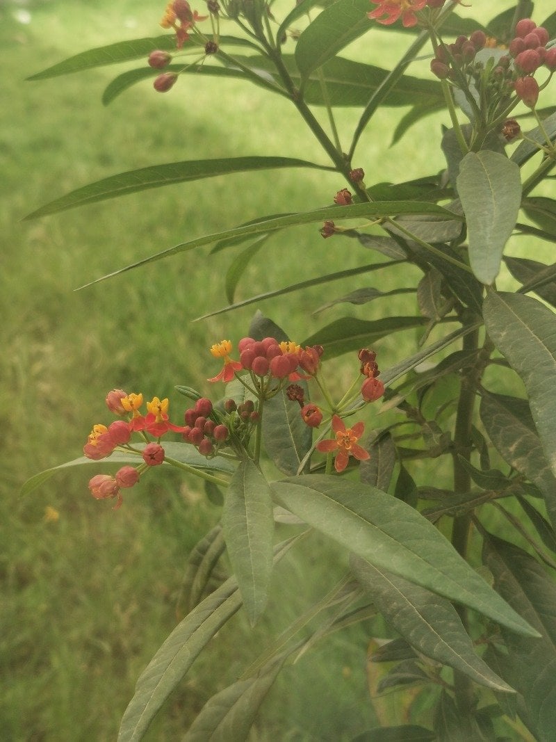 دلال الفهيد