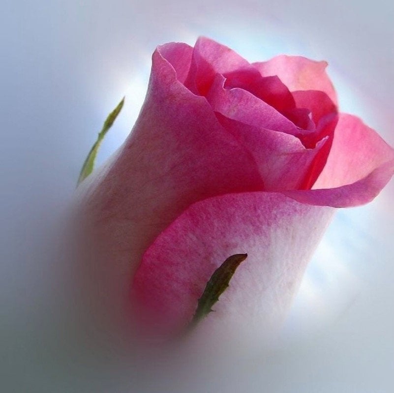 فاطمة عسيري