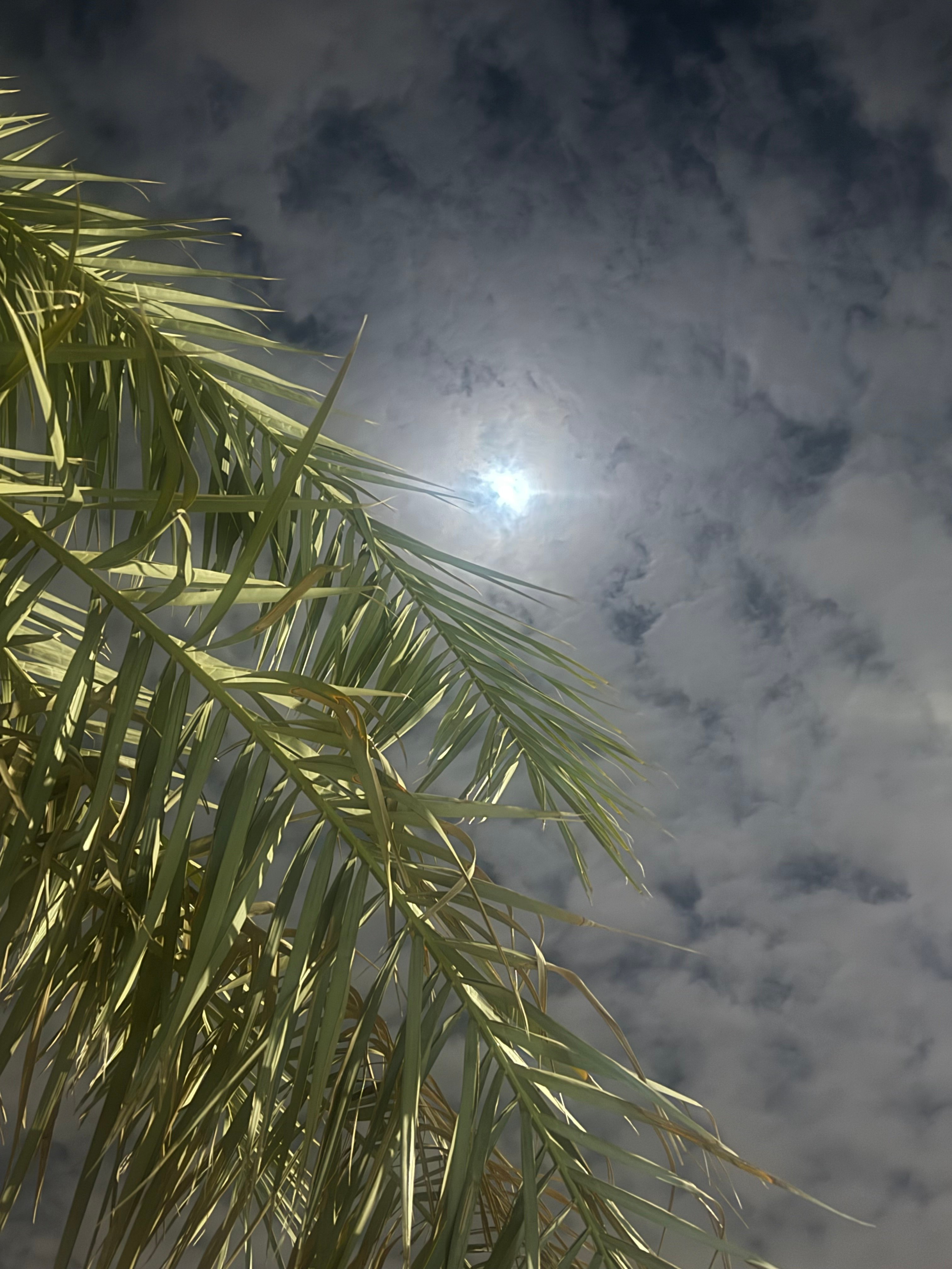 وفاء العنزي