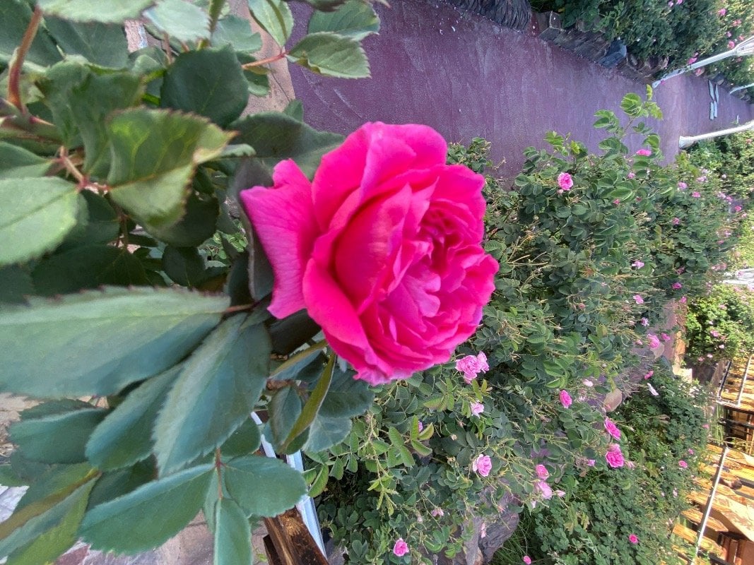 الخزامى المالكي