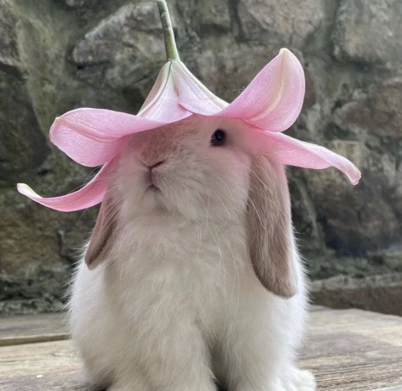 مجد 🐰
