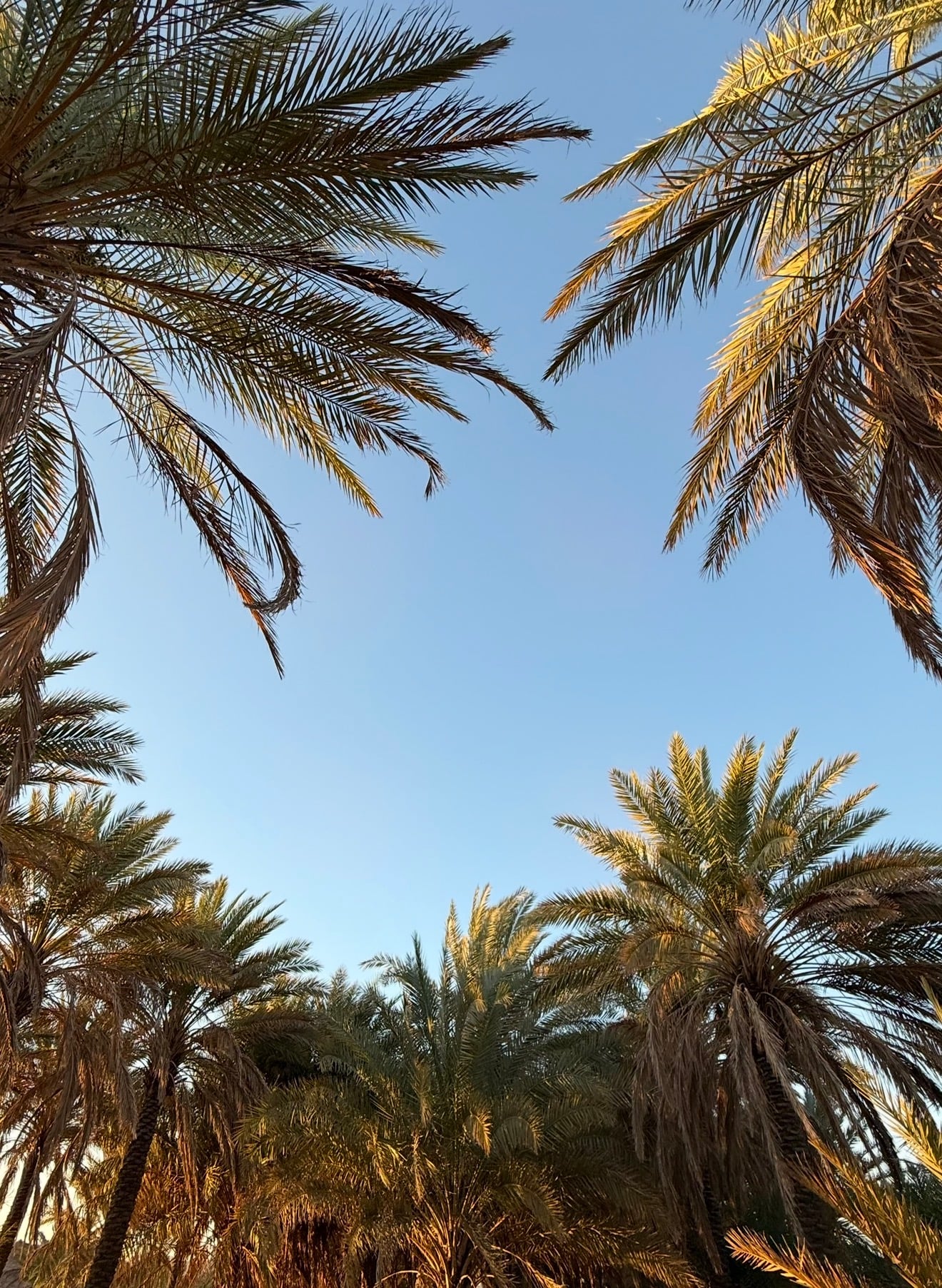 يوسف الشراري