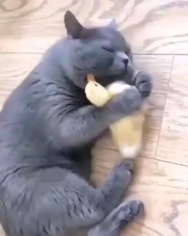 سعود القحطاني