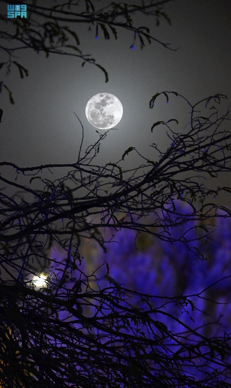 شيخه العتيبي