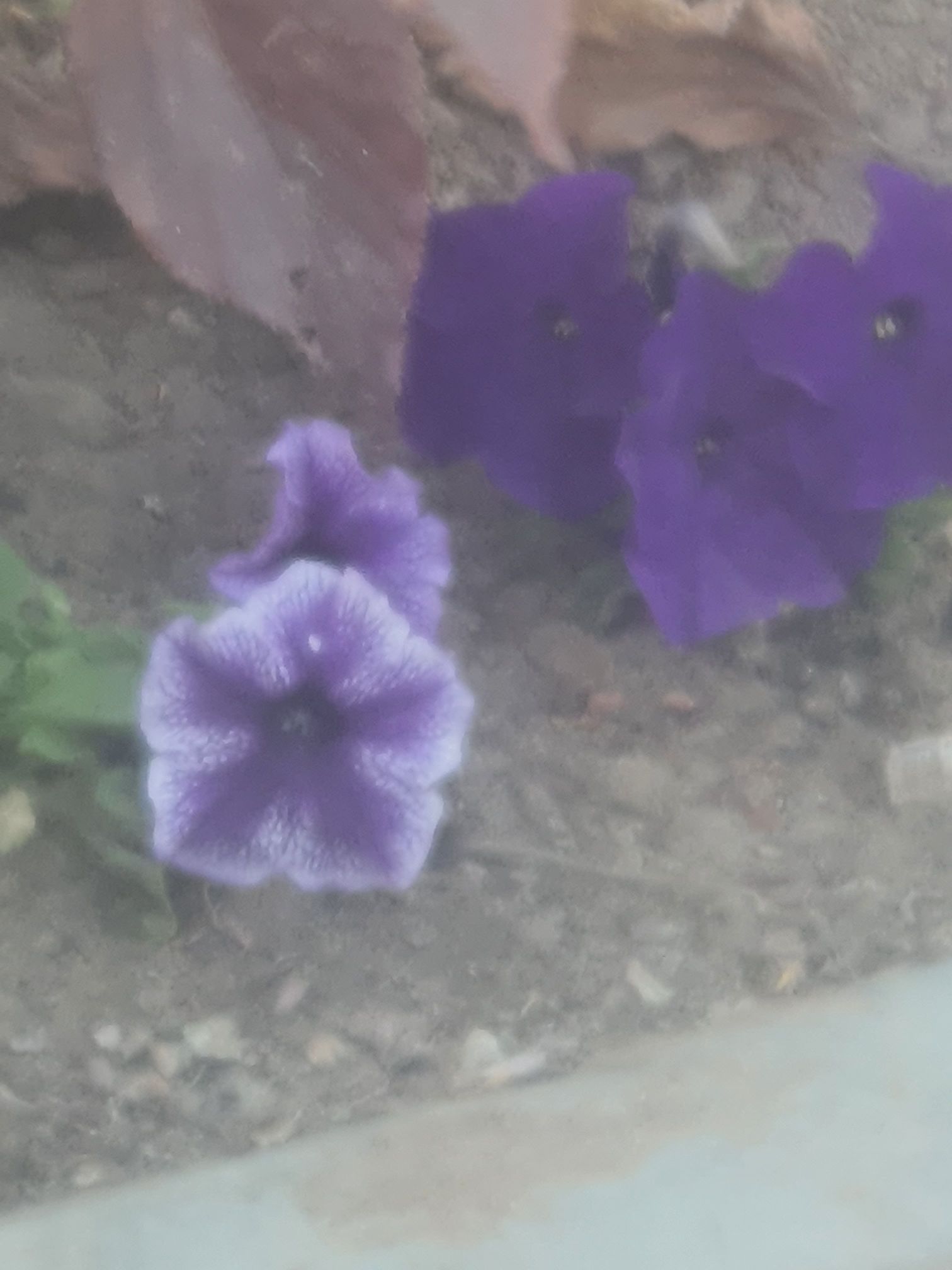 فاطمه العلوي