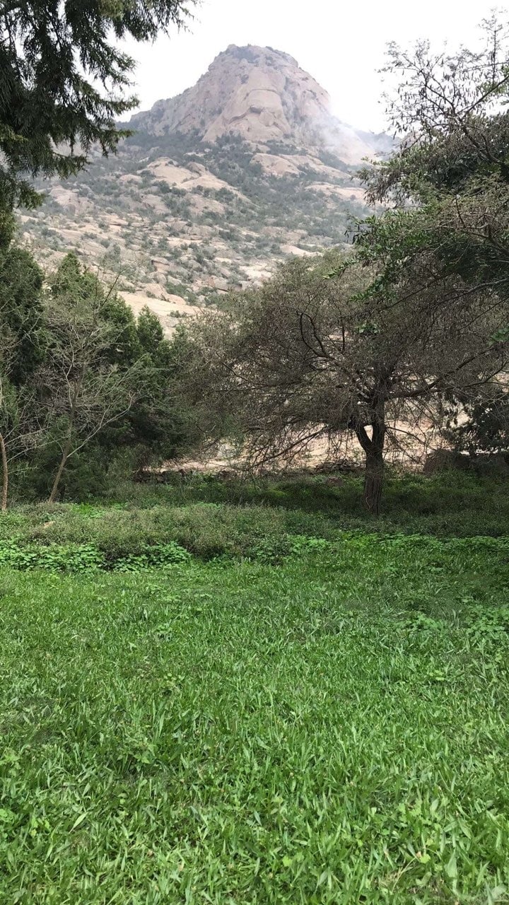 محمد الزهراني