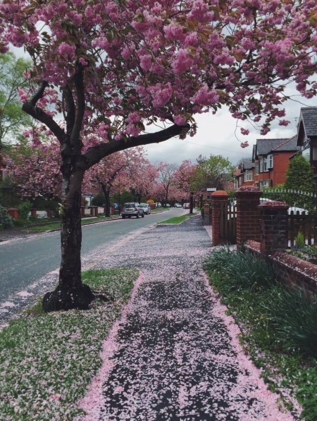 ليلى الحربي