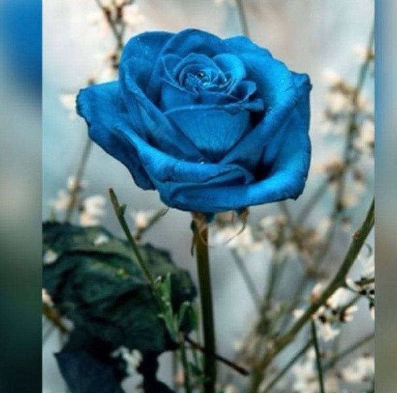 فاطمة العمري