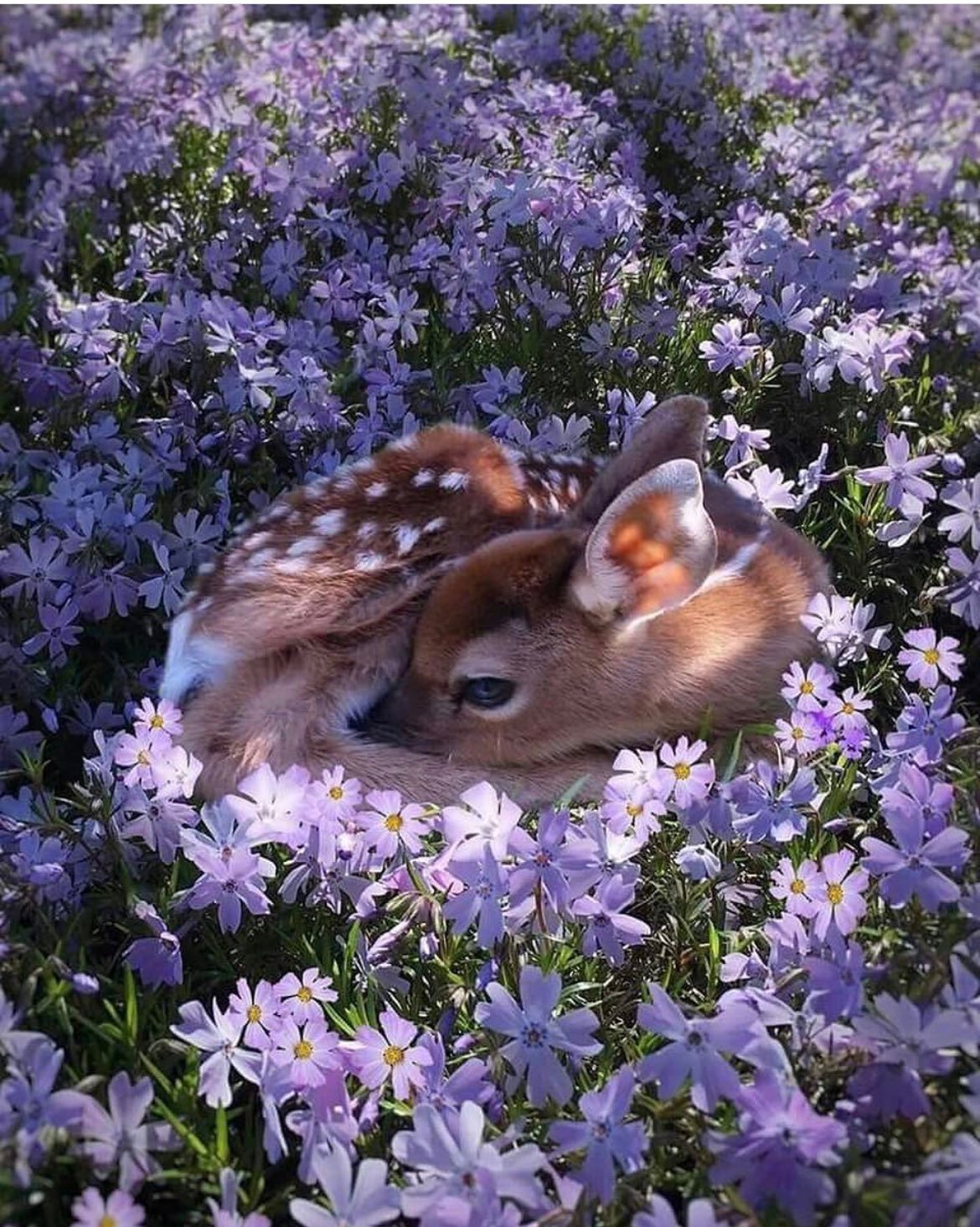 العنود القحطاني