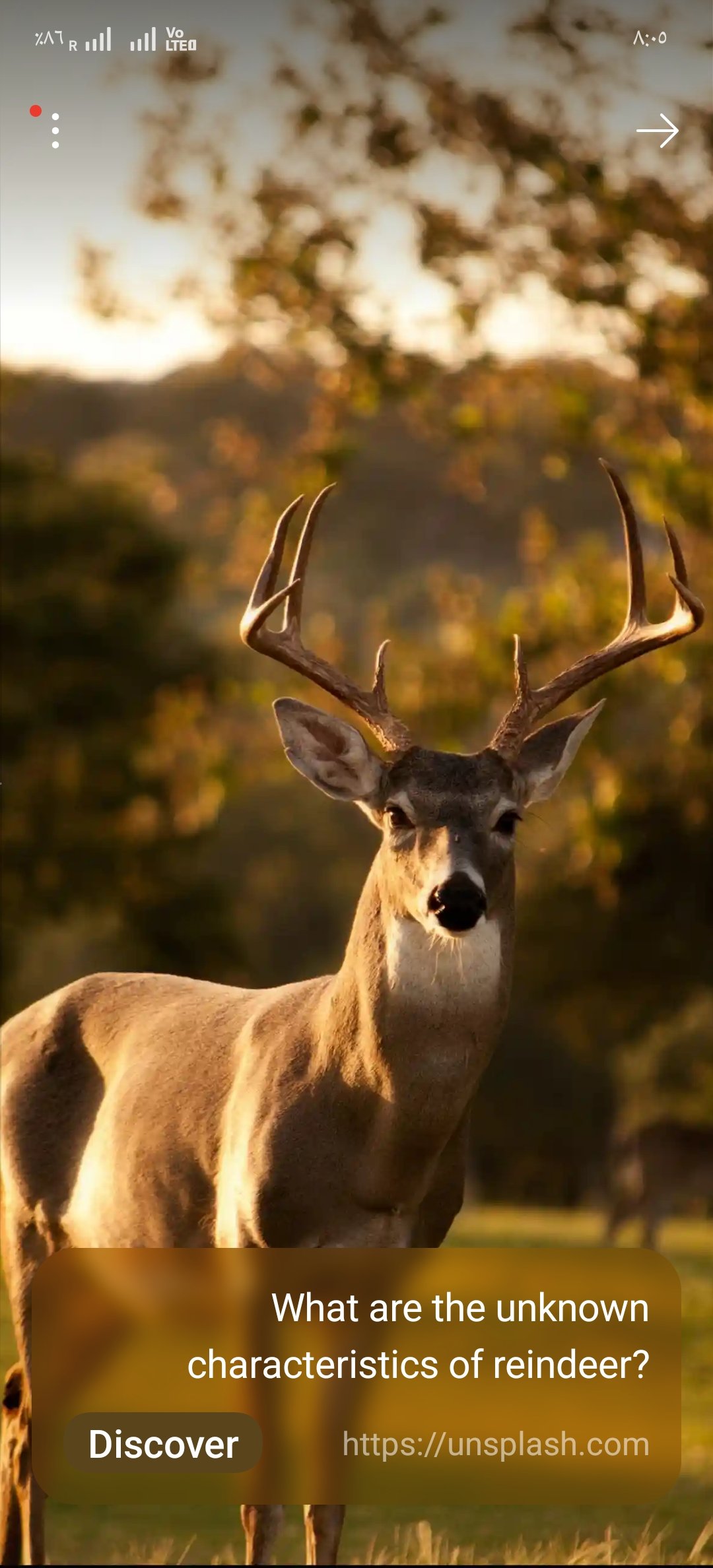 فاطمه التميمي