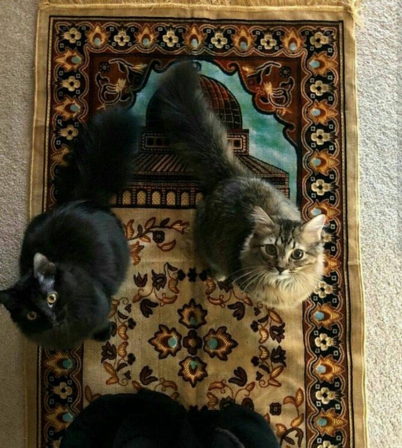 وفاء الزنبقي