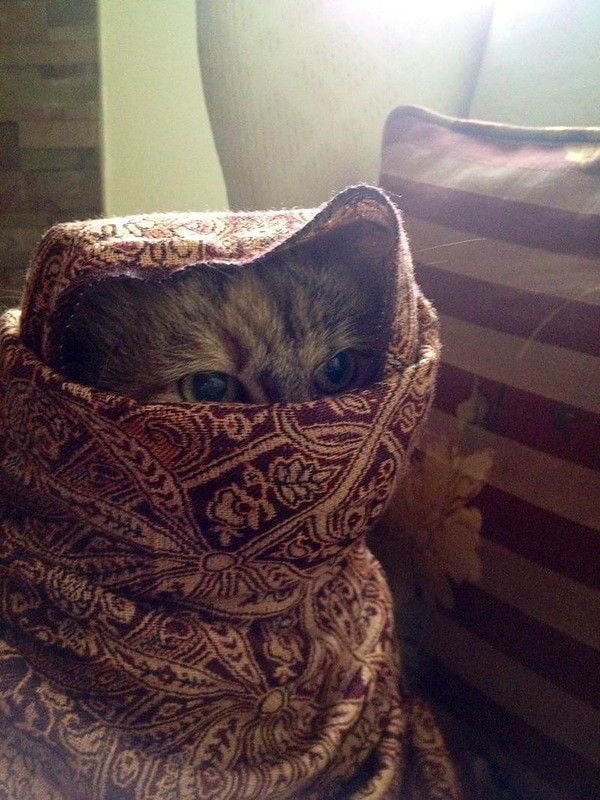 سُلطانه سليمان