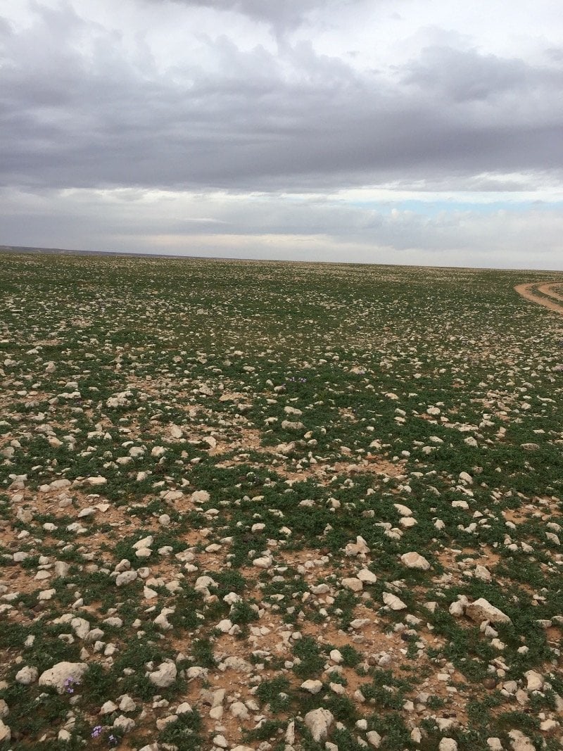 سلطان العنزي